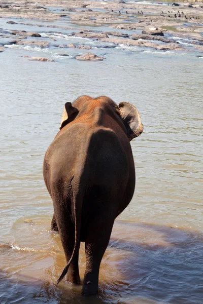 Elefant auf sri lanka — Stockfoto