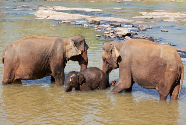 关于斯里兰卡的大象 — 图库照片