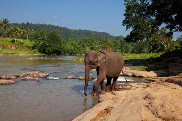 Éléphant sur Sri Lanka — Photo