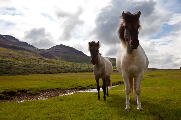 Кінь в Ісландії — стокове фото