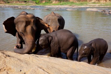 sri lanka fil