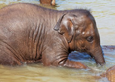 sri lanka fil