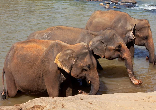 Ελέφαντας στην Σρι Λάνκα — Φωτογραφία Αρχείου