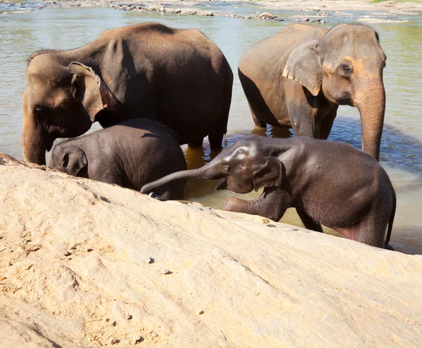 Elefante en Sri Lanka — Foto de Stock