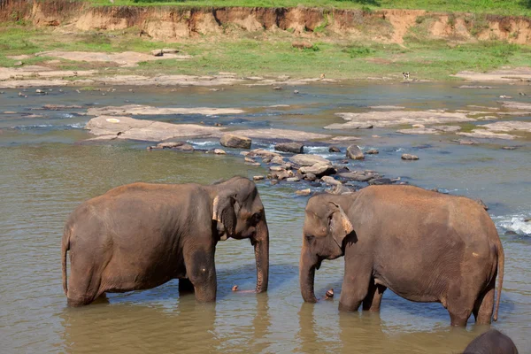 Elefante en Sri Lanka — Foto de Stock