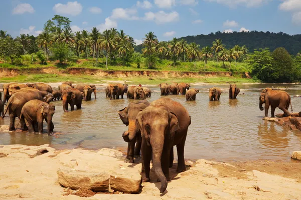 Elefánt a Srí Lanka-i — Stock Fotó