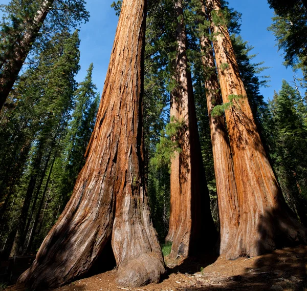 Sequoia — Stock fotografie