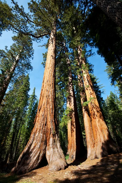 Sequoia — Photo
