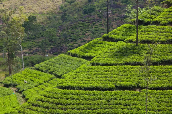 Plantación de té — Foto de Stock