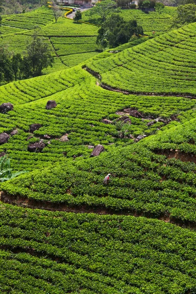 Tea ültetvény — Stock Fotó
