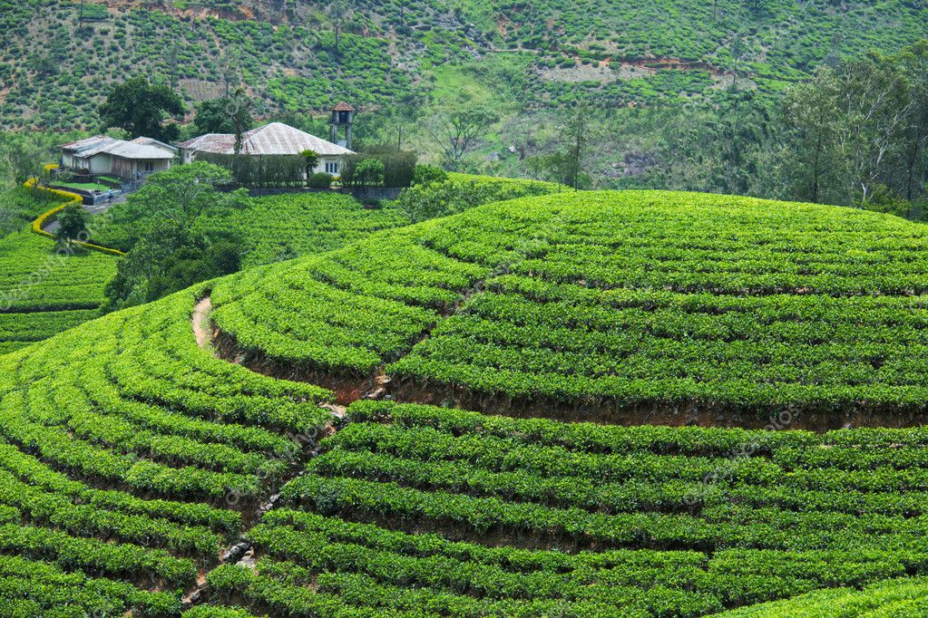 Tea plantation Stock Photo by ©kamchatka 11480869