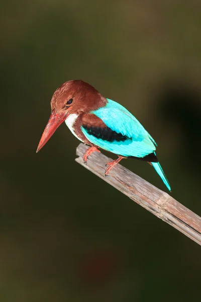 Atardecer Kingfisher — Foto de Stock