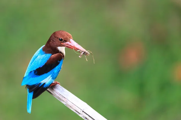 Kingfisher Comer — Fotografia de Stock