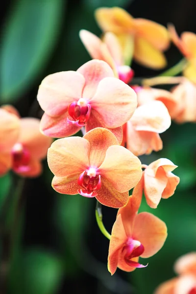 Peach Orchids — Stock Photo, Image