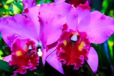 Cattleya Orchids clipart