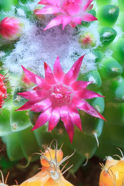 Cactus Bloom — Stock Photo, Image