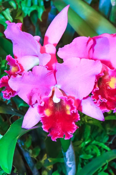 Cattleya orkideler — Stok fotoğraf