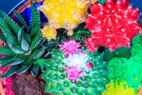 Cactus Bouquet — Stock Photo, Image