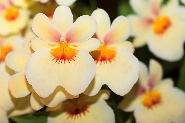 Орхидея Милтония — стоковое фото