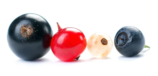 Kırmızı, beyaz ve siyah frenk üzümü — Stok fotoğraf