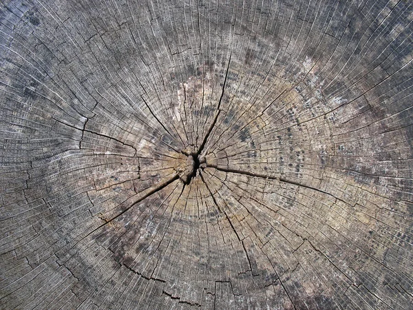 Vecchio albero incrinato ceppo legno texture sfondo — Foto Stock