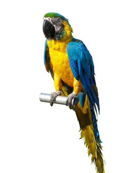 Kleurrijke blauwe en gele papegaai geïsoleerd over Wit — Stockfoto