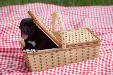 sepet içinde köpek yavrusu