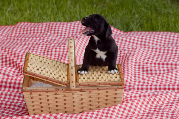 Cachorro junto a la cesta — Foto de Stock