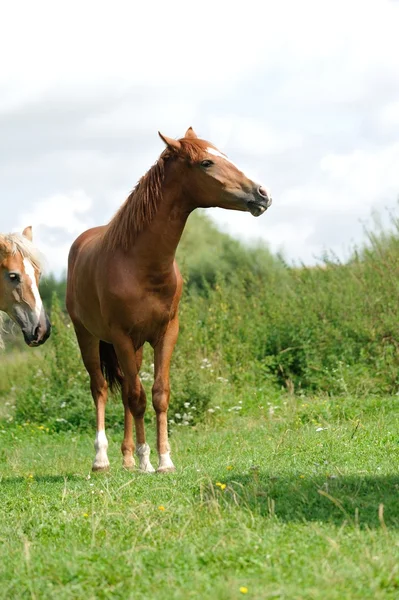 Pferd auf dem grünen Gras — Stockfoto