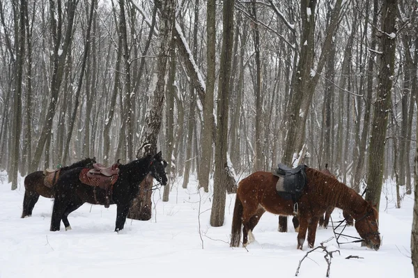 Cavalo de inverno — Fotografia de Stock