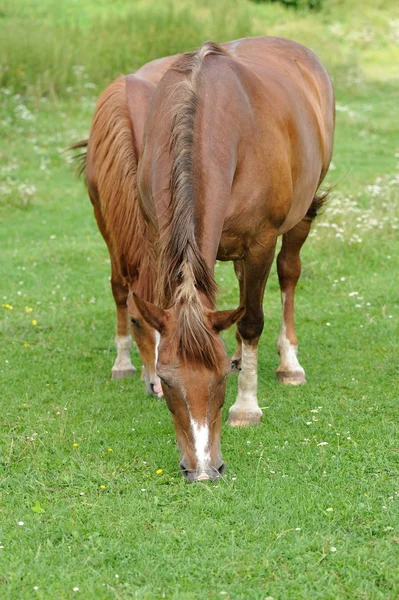 Paard op het groene gras — Stockfoto