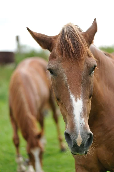 Häst på gröna gräset — Stockfoto