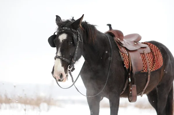 Koń w polu zima — Zdjęcie stockowe