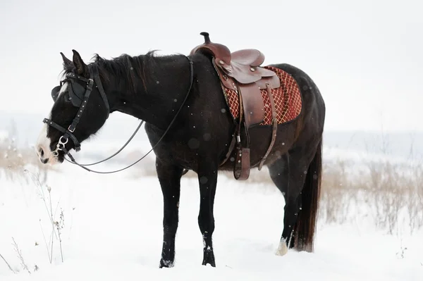 Häst i fältet vinter — Stockfoto