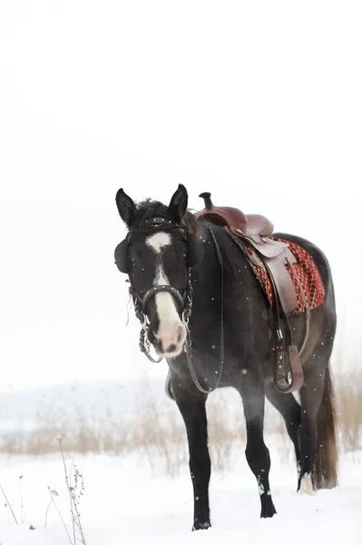 Cavalo no campo de inverno — Fotografia de Stock