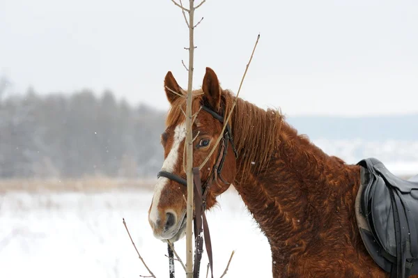 Caballo en el campo de invierno — Foto de Stock