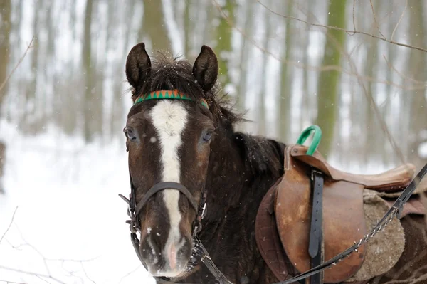冬の野の馬 — ストック写真