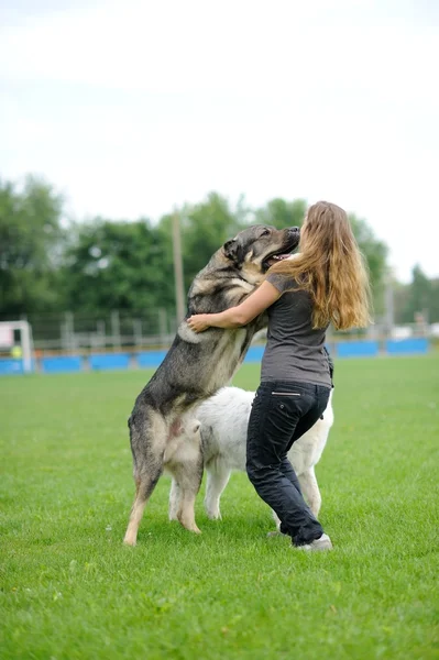 Счастливая девочка, играющая с собакой — стоковое фото