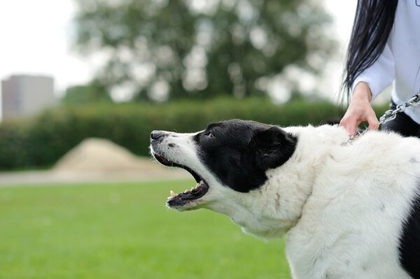 Angry dog with bared teeth