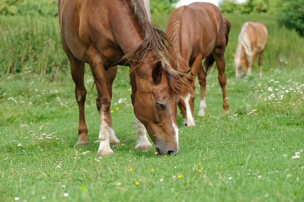 Häst på gröna gräset — Stockfoto