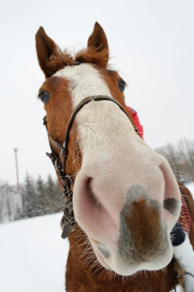 面白い馬 — ストック写真