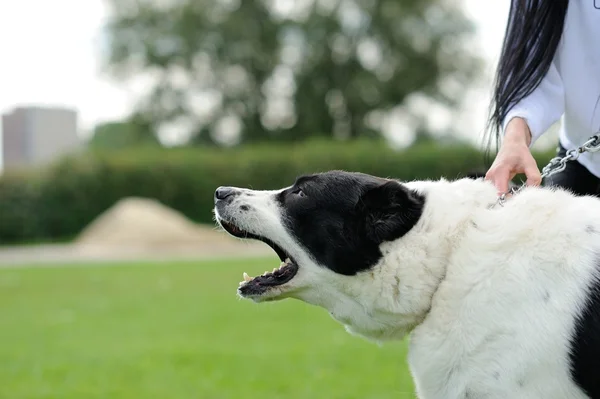 Naštvaný pes s obnaženými zuby Royalty Free Stock Obrázky
