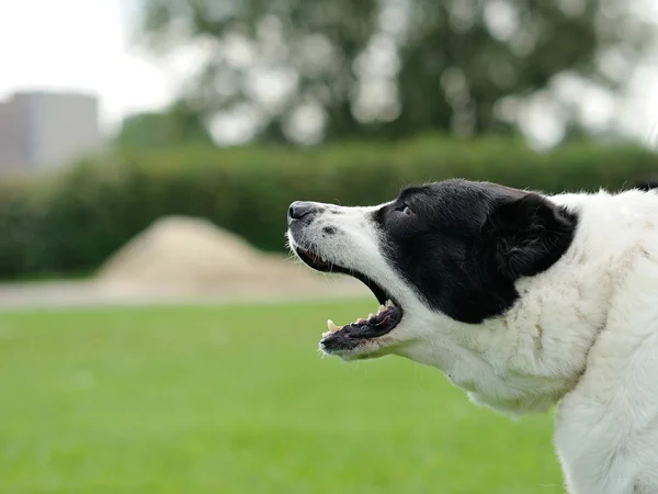 Лающая собака на зеленом размытом фоне — стоковое фото