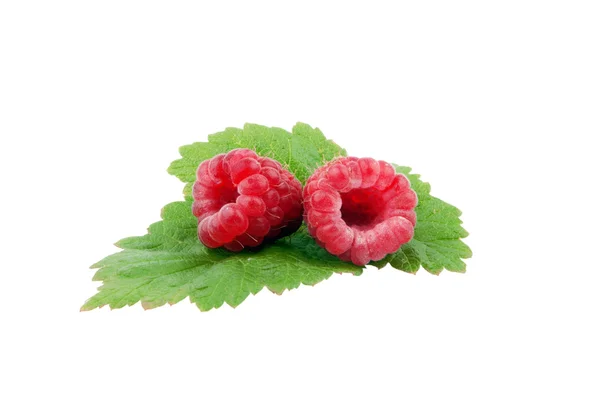 Sweet fresh raspberry fruit with green leaf — Stock Photo, Image