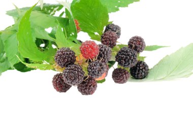 tatlı taze ahududu meyve yeşil yaprak