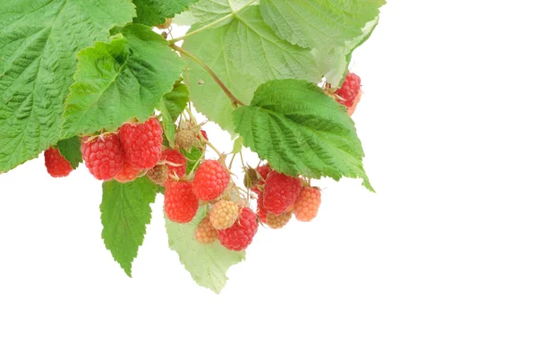 Sladké ovoce malinové s zelený list — Stock fotografie