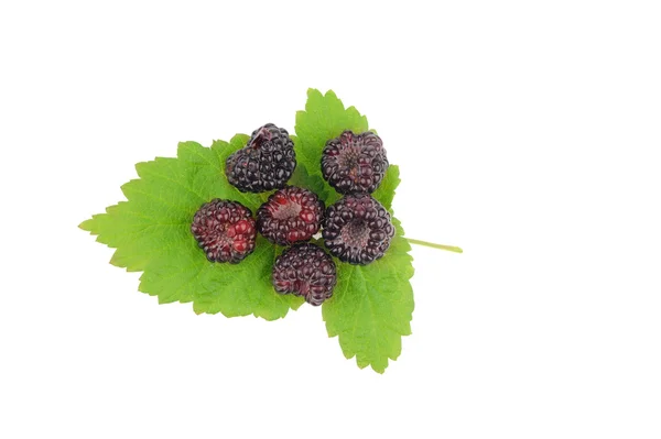 stock image Sweet fresh raspberry fruit with green leaf