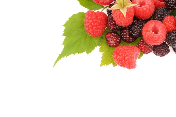 Zoete verse frambozen vruchten met groen blad — Stockfoto