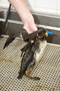 Cleaning an oil contaminated guillemot waith a hose. clipart