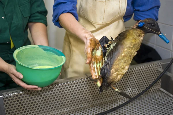 Cleaning an oil bird - Stock Image - Everypixel